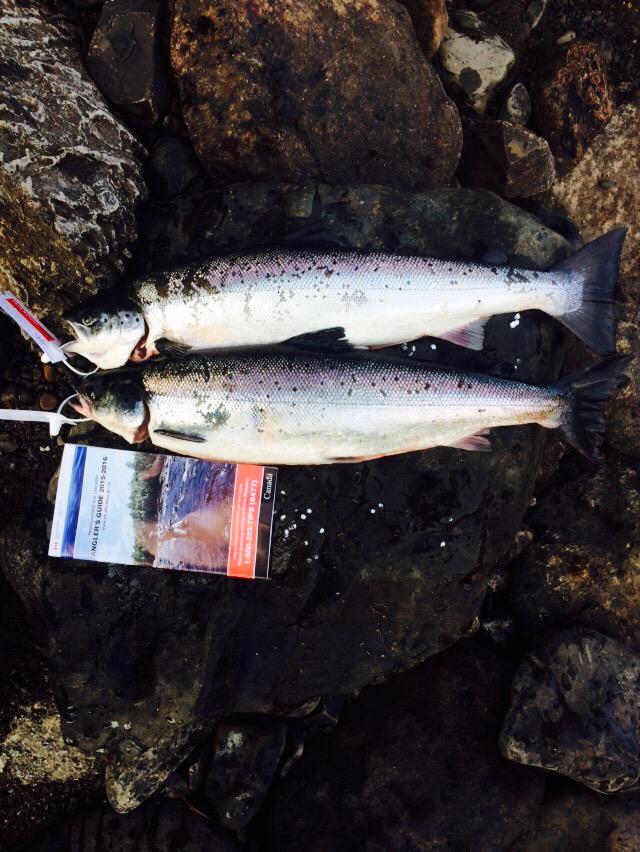 ChrisMButler8's tweet image. Another couple! #salmon #northernNFLD