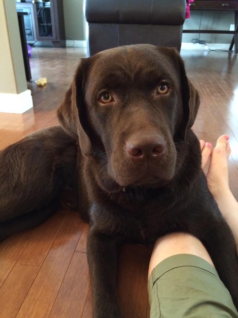 ChrisMButler8's tweet image. My little buddy!