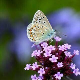 صباح الخير جميعا