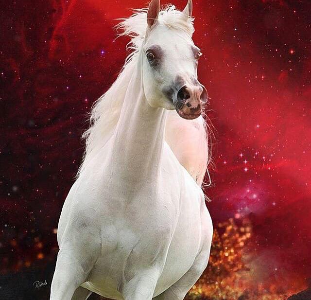 MAHRA_20's tweet photo. مهره عنيده ساسهآ هيبة شيوخ
بنت النشاما والفعول الجزيله
.المـــتعبه ب ترويضهآ كل مطنوخ 
الكايده والنادره والأصـــيله http://t.co/yEA8uTqAnO