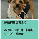 wan15wan15's tweet photo. 放棄されました  http://t.co/VZm6yWBL7y
北海道 里親募集
シーズーMix２歳
他にも募集あり
詳細、譲渡条件確認を。
あたたかい家族とご縁がありますように。終生飼養 http://t.co/x87SbXVzZi