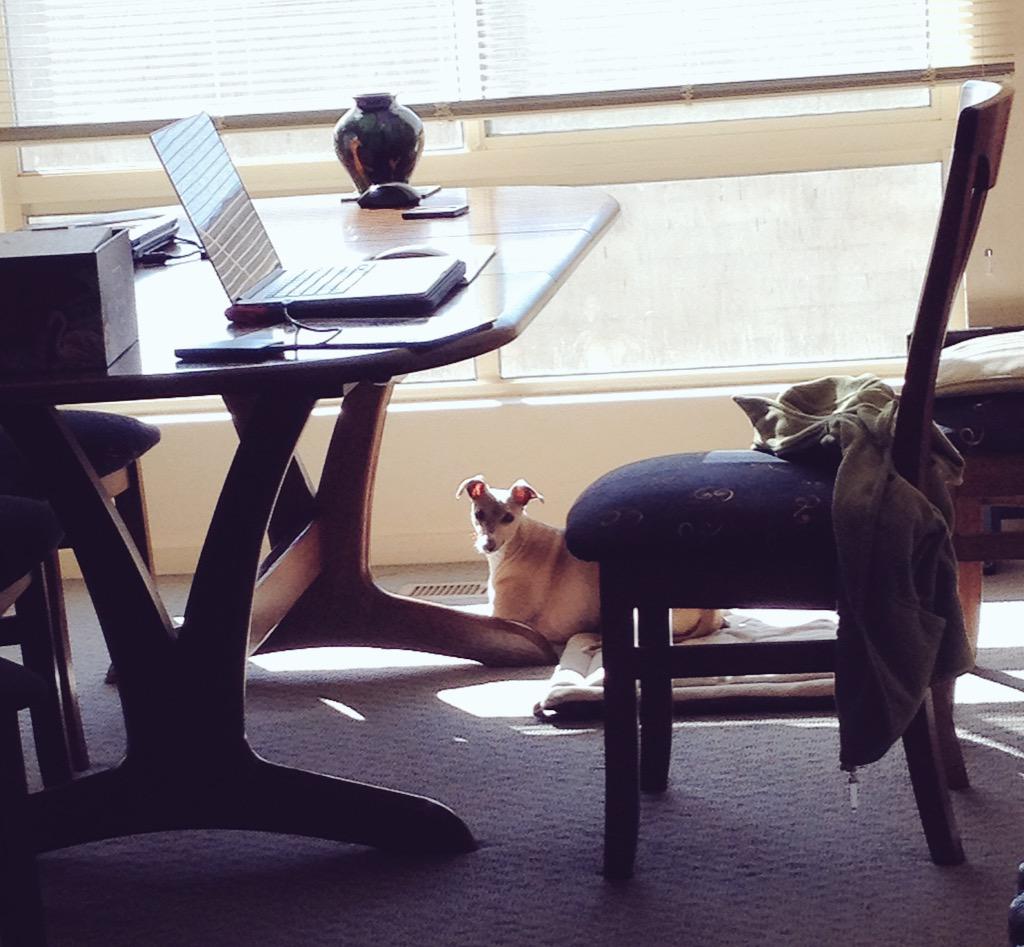 jivingvoodoo's tweet photo. If you've got the bunz, you need the sunz 😂😎☀️ #italiangreyhound #iggy #iggylife #sunbuns http://t.co/sbPYFV4KzR