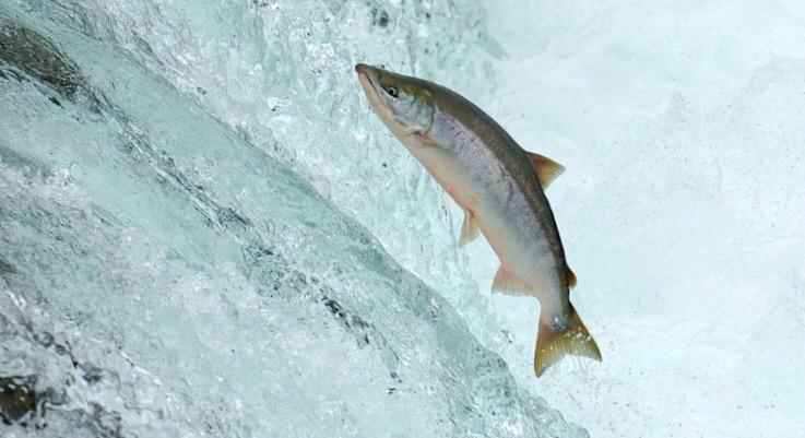 panfishy's tweet photo. What did the salmon say when he swam into a wall? Damn! http://t.co/L70ul9hsKF