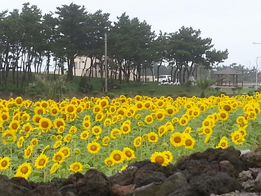 해바라기의 꽃말~~ 기다림. 숭배