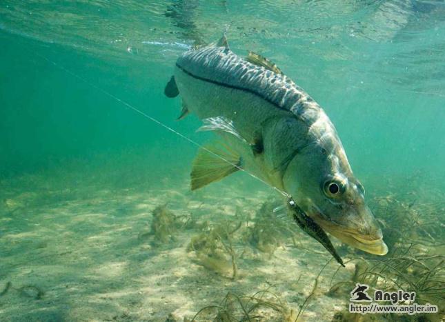 solotcom's tweet image. Snook Fishing Tips. For more details, please visit Angler official website: angler.im/news/QPnR1gQuO…