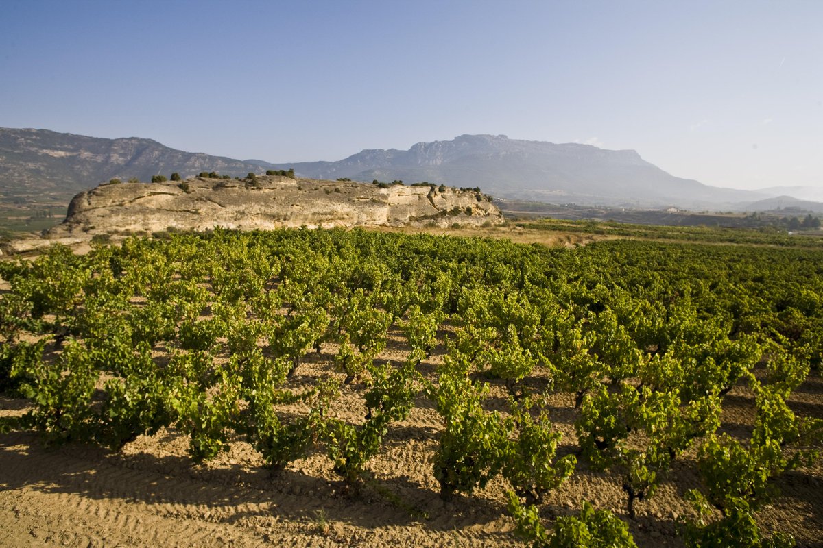 #WineHow, <a href="/RiojaAlavesa/">Rioja Alavesa</a>  still leading the #winetourism in #Spain 2015. ow.ly/Qaddz