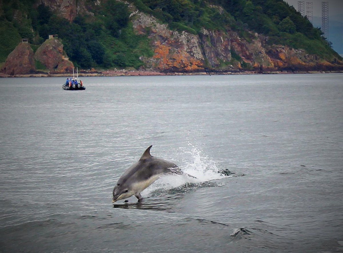Dolphins enjoying the Cromarty Firth