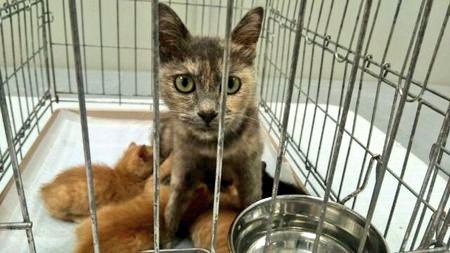 1974e6cd84dd4bc's tweet photo. http://t.co/roOWoY4CQg
佐賀ハッピーボイス🐱
杵藤保健所へ武雄市より持込みの母猫と生後30日位の仔猫4匹
預かり様が見つかりセンターより引出し✨
パルボ検査陰性💡
潜伏期間がある為1週間後に再検査後、預かり様へ😌 http://t.co/jjHrq19CAO