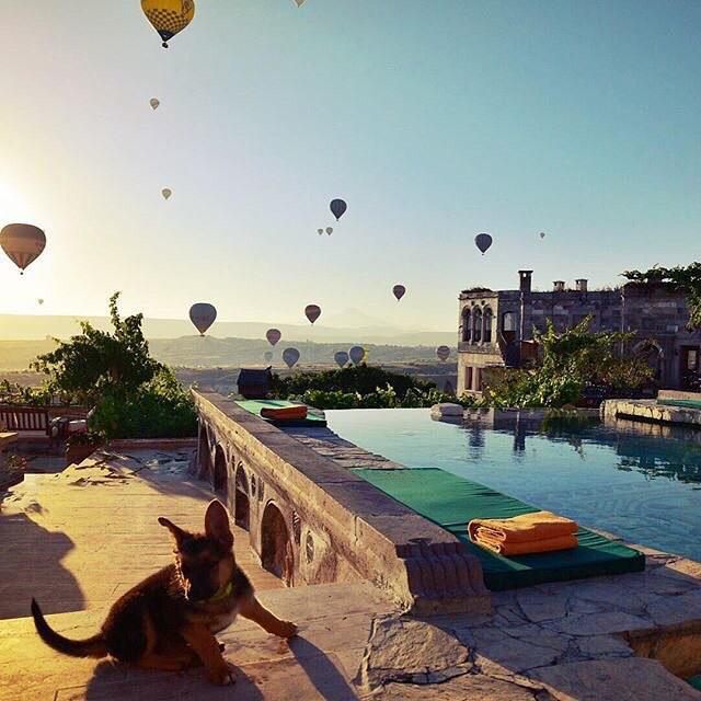 AllAbout_Travel's tweet photo. Even #TLDogs love Cappadocia πΆ Photo courtesy of @whereintheworldisparadise. by travelandleisure http://t.co/QrHIydHx2Y