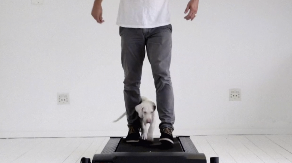 A guy rescued a puppy and filmed every day of her life for six months. u.pw/1GvFhWf
