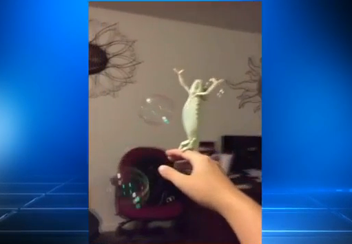 KPRC2's tweet photo. Video of Laura the Lizard popping bubbles goes viral http://t.co/ldJvEkyppw http://t.co/ZjPVj43Jg3