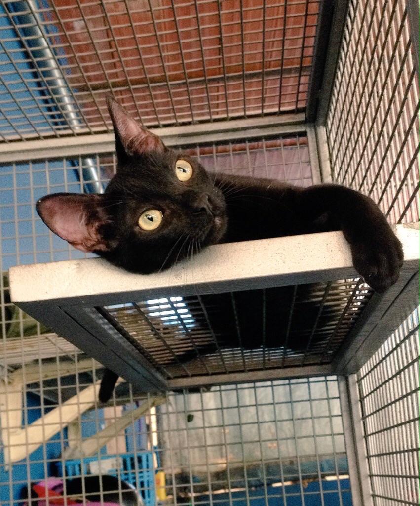MASCOTASDECALLE's tweet photo. Si no puedes adoptar ayudalos con RT llevan meses en una jaula esperando una familia; sanos; esterilizados; caracas http://t.co/rk1yzgQwot