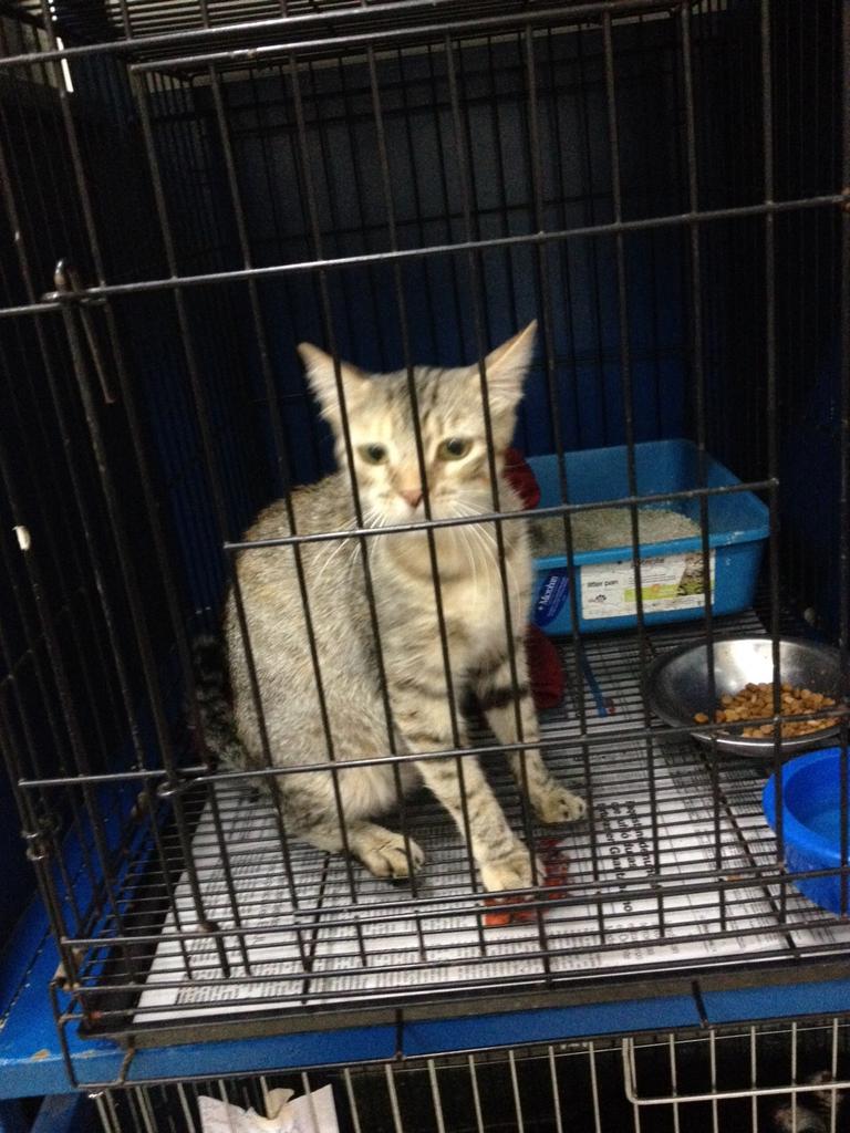MASCOTASDECALLE's tweet photo. Si no puedes adoptar ayudalos con RT llevan meses en una jaula esperando una familia; sanos; esterilizados; caracas http://t.co/rk1yzgQwot