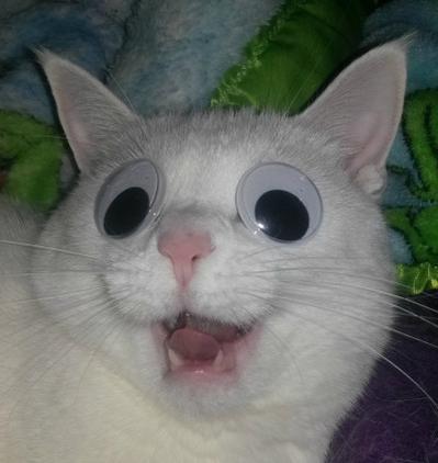 WarmingCuteness's tweet photo. I hope this picture makes your day better http://t.co/ywq1j3bPsE