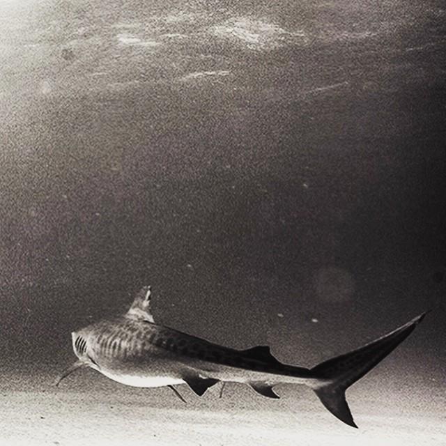#tigertuesday @mornehardenberg @shark_explorers @brocqmaxey @phaseonephoto <a href="/pcousteau/">Philippe Cousteau</a> @wildaid @earthecho @seasheph…
