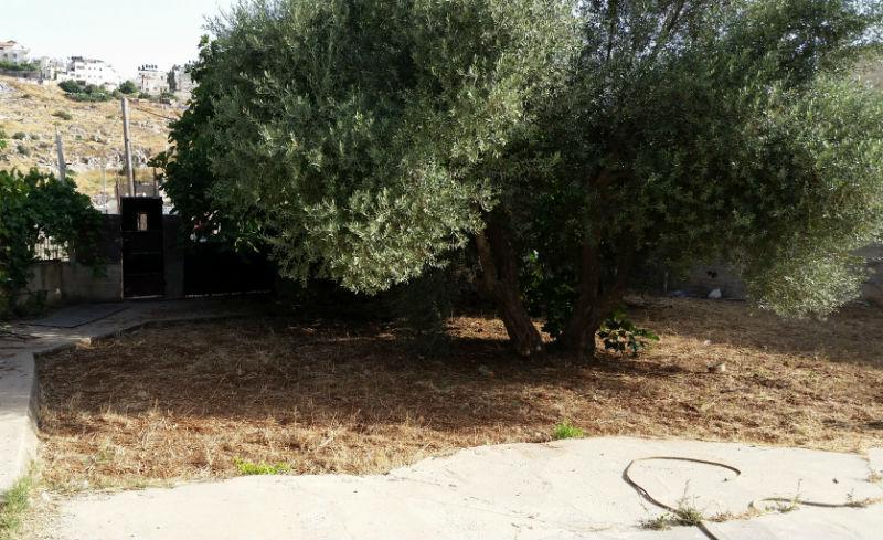 EnglishPAL's tweet photo. Private House with own garden and trees for rent in #BeitHanina #AlQuds #Paltweets http://t.co/docNYqLMv4 Pls RT http://t.co/eQ41AelbnO