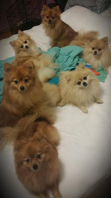 Puppies everywhere but I don't really care :P #Pomeranians   😍 😍 😍 http://t.co/2SqBbrXxbJ<a href="/tag/pomeranians"class="tags"><span>#pomeranians</span></a>