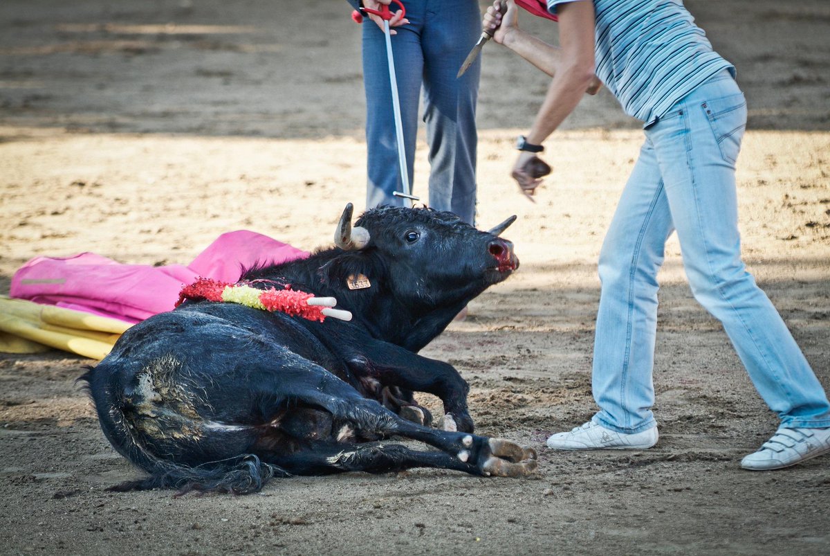 Más de 100.000 personas firman contra #festejos “crueles” shar.es/1s42m3 foto de <a href="/IgualdadAnimal/">Igualdad Animal</a>