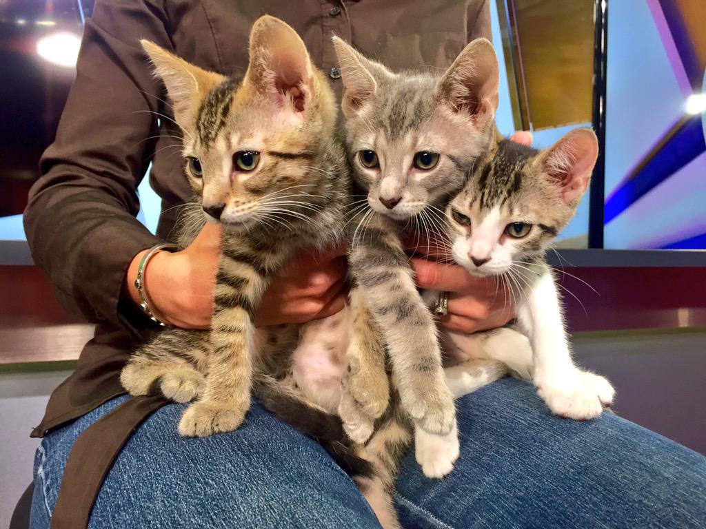 JasonNweather's tweet image. Tigers, whiskers and smoke jr! Three kittens from the @ClevelandAPL up for adoption today.
