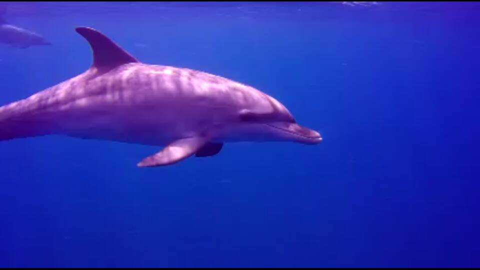 JanPigeon1's tweet photo. Awesome treat on #TortugaCharters yesterday! Dolphins came out to play! #scuba #scubadiving #swimmingwithdolphins http://t.co/4lOxjsTICt