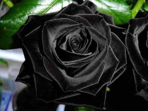 響 Kyo No Twitter トルコに咲く天然 黒バラ はドキッとするほど黒かった Http T Co Xyzjlfk1ng 春の開花時は 赤黒 夏に黒くなる 黒赤バラの花言葉 決して滅びる事のない愛 永遠の愛 黒バラ 貴方はあくまで私の物 憎しみ 恨み Http T Co Ngvffel8xd 響 Kyo No Twitter トルコに咲く天然 黒バラ はドキッとするほど黒かった Http T Co Xyzjlfk1ng 春の開花時は 赤黒 夏に黒くなる 黒赤バラの花言葉 決して滅びる事のない愛 永遠の愛 黒バラ 貴方はあくまで私の物 憎しみ 恨み Http T Co Ngvffel8xd