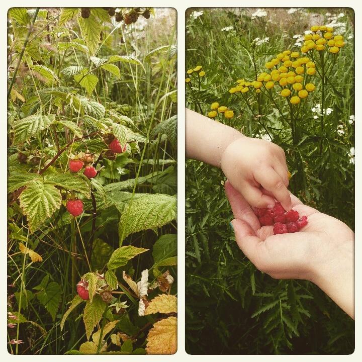 Satokausi's tweet photo. Sesongin ensimmäiset villivadelmat! 😘 #satokausi http://t.co/EOaD0YRsdy