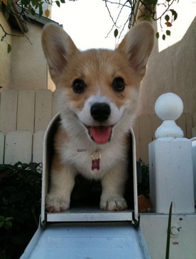 doggoals's tweet photo. You've got mail 📫 http://t.co/dd9ZTXJQed