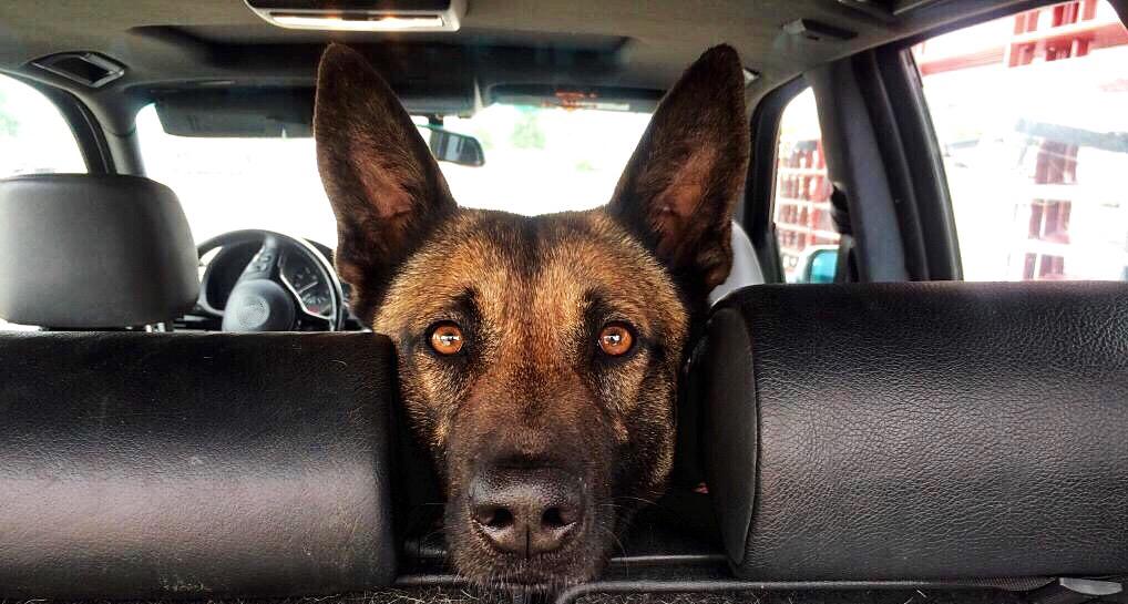 TrikosDogs's tweet image. Ever vigilant!
A Trikos dog is an early warning system, protection measure, &amp;amp; a deterrent. Simply put, PEACE OF MIND!