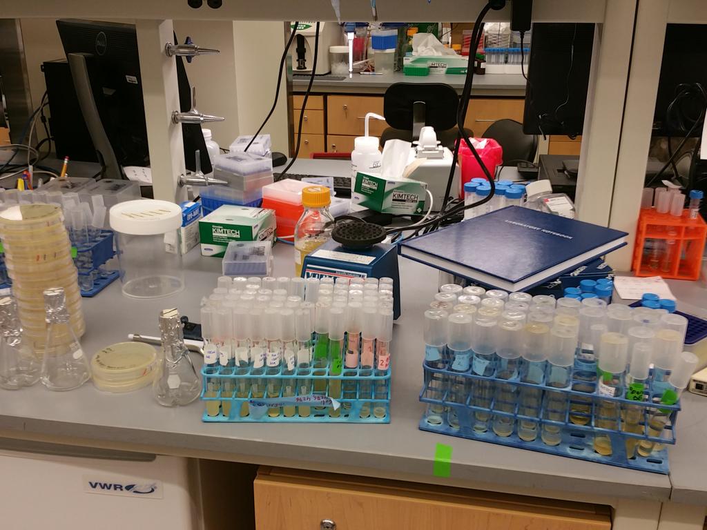 HarvardiGEM2015's tweet photo. Two experiments.... 120 tubes, 16 plates... countless repeats. #realscience #igem2015 http://t.co/hx7wWz0DRn