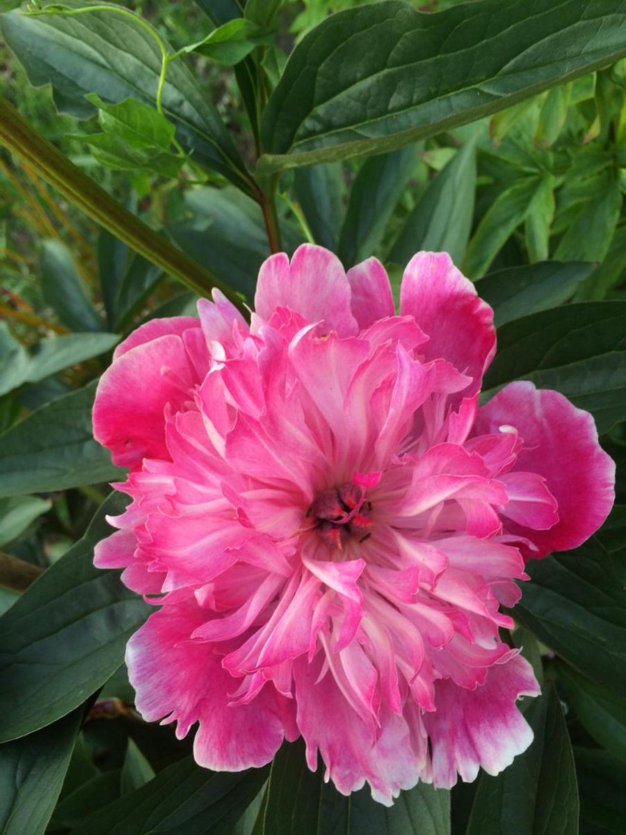 boxedviolet's tweet image. Delicate strength..