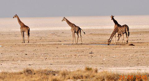 BushnellSA's tweet image. #trailcamtuesday