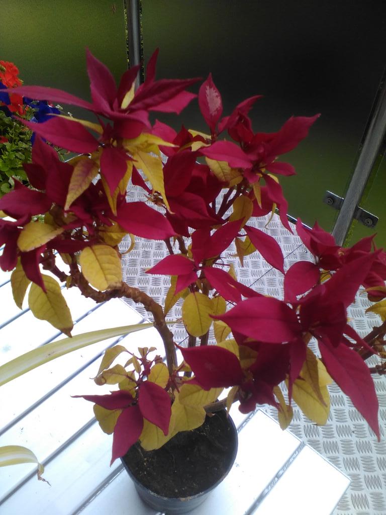 HelSingleton's tweet image. Poinsettia enjoying holiday on the balcony #redtips