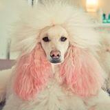 Sharing cookies! Some for me and some for you.