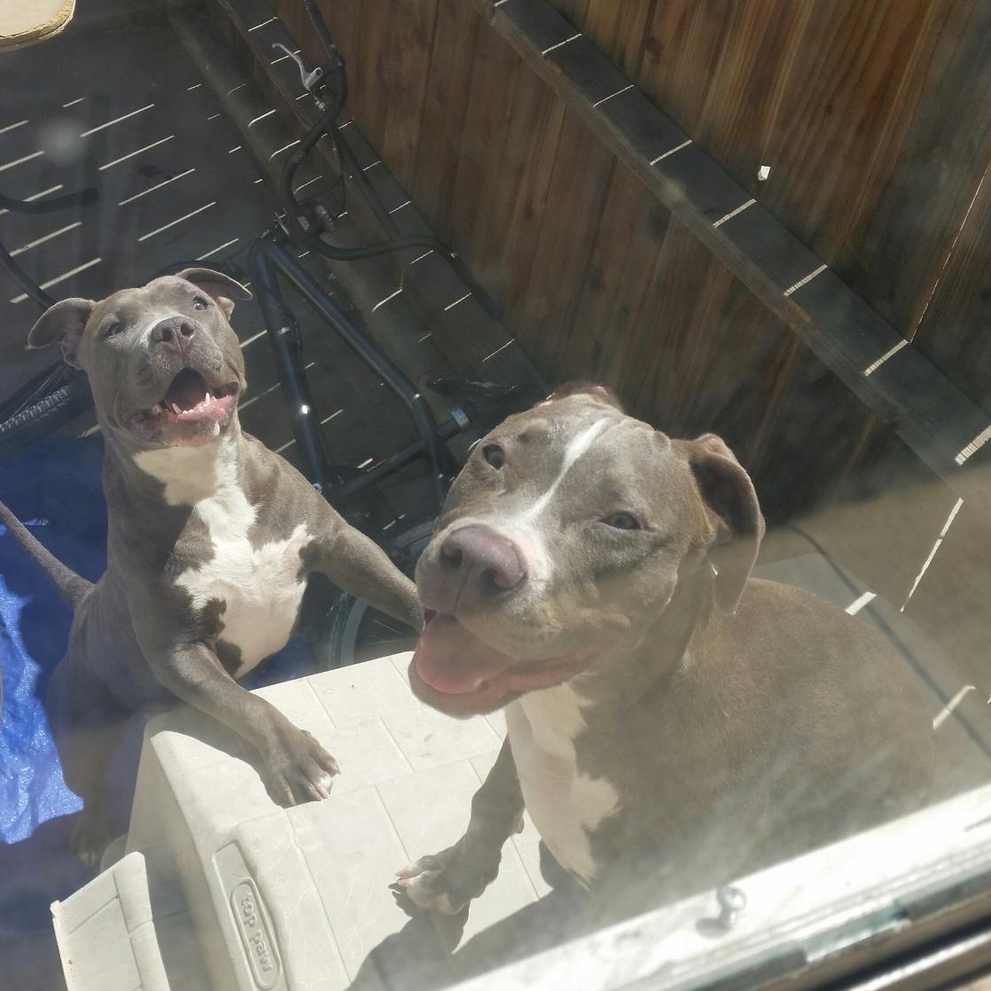 bre_thekidbre's tweet photo. I wunda wut the pups R gunna look like?
#BlueBerry #DodgerBleu #HouseOfBlues http://t.co/GiTo4ynmAl
