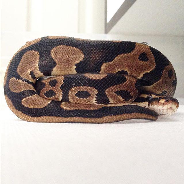 reptiles's tweet photo. #Reptiles: RT @sangomaballs: Caught Apache Tear looking real nice in this one!! #royalballpython #ballpythons #pyth⦠http://t.co/mjh2V5x80O
