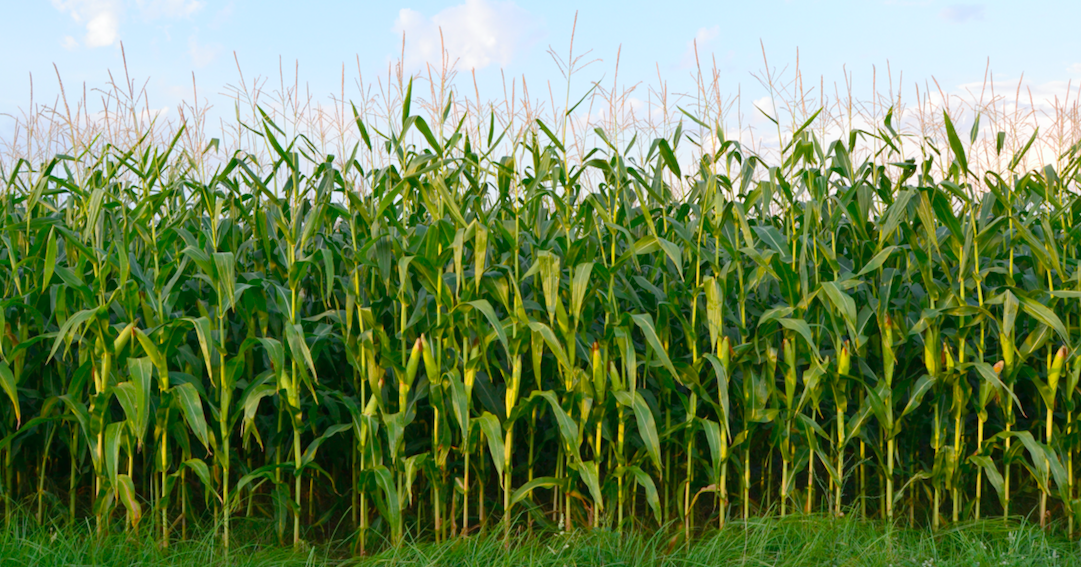 CivilEats's tweet photo. Here’s what you need to know about the #DARKAct and how it affects #GMO labeling &amp; production: http://t.co/TqIRxoFexO http://t.co/vRgaxP8VuX