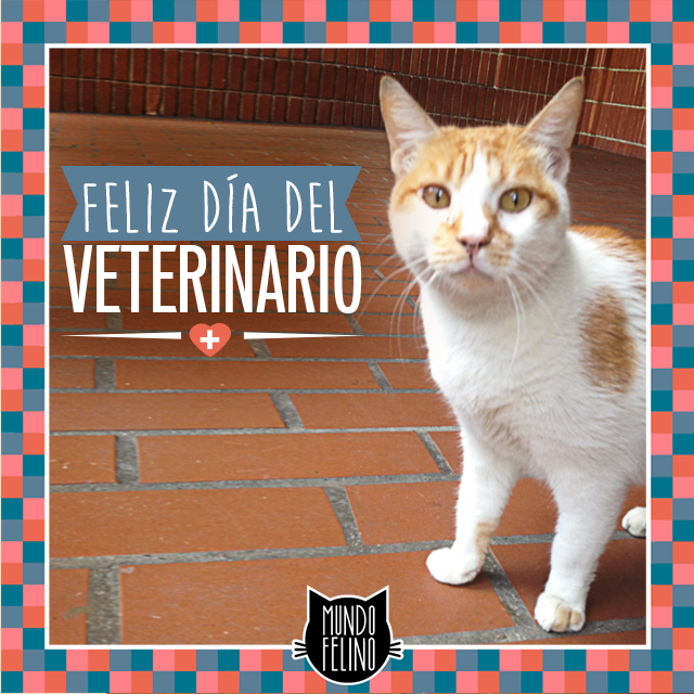 Mundo_Felino's tweet photo. ¡Gracias por ayudarnos a mantener sanas y felices a nuestras amadas mascotas! Feliz #DíaDelVeterinario http://t.co/xBEK8IkKIT