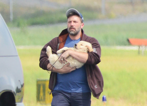 Do Dogs Like Being Carried Like a Baby? Discover the Truth