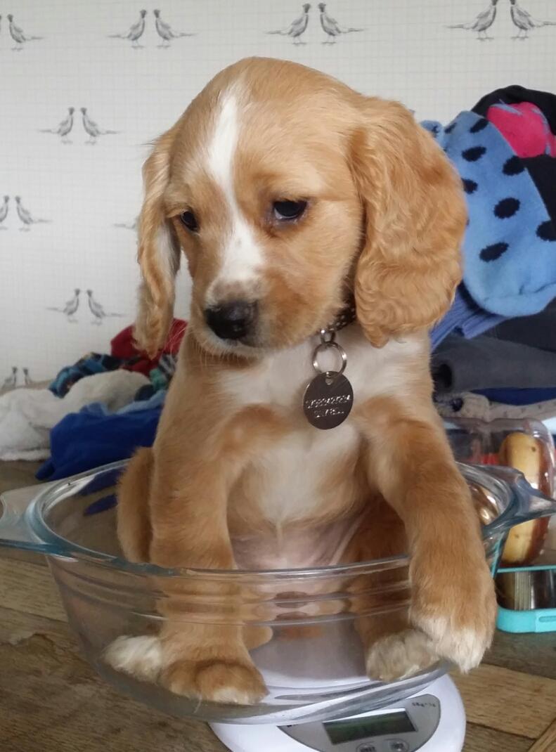 engines_gundogs's tweet photo. Contender for #SOTD @CAupdates @CA_TimB Nettle was just having a quick weigh in http://t.co/QblG9M7xwF