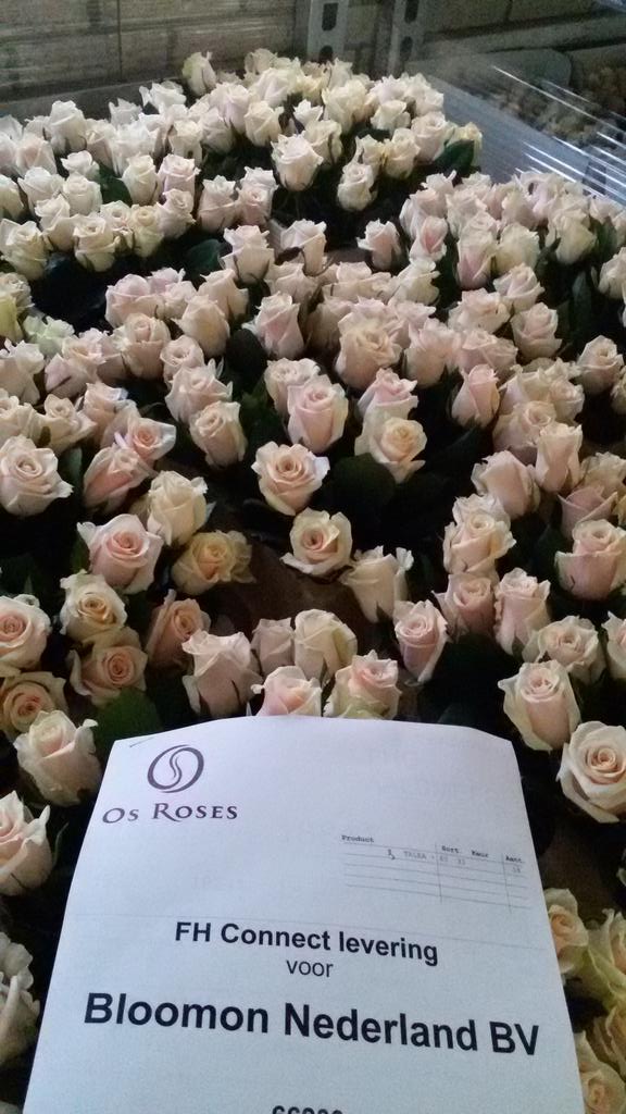 Deze week zit onze prachtige champagne #Talea+ in het boeket van <a href="/BloomonNL/">bloomon</a>