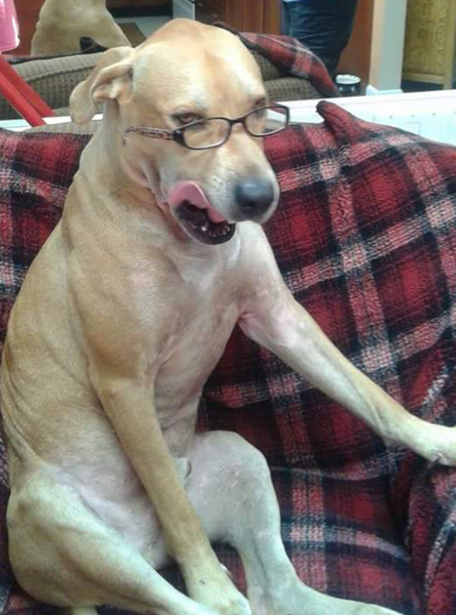 _Melbourneer_'s tweet photo. He thinks the glasses make him look smarter - http://t.co/nVz72jM9s0 http://t.co/T5TnLi4B94
