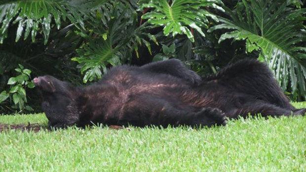 gulflive's tweet photo. Black bear binges on dog food, passes out in #Florida family's backyard http://t.co/8tFsftwVEI http://t.co/SNON0YOGWM
