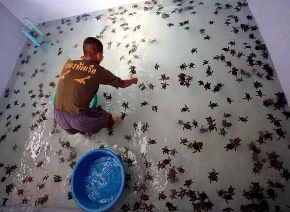 why can't this be my job 🐢