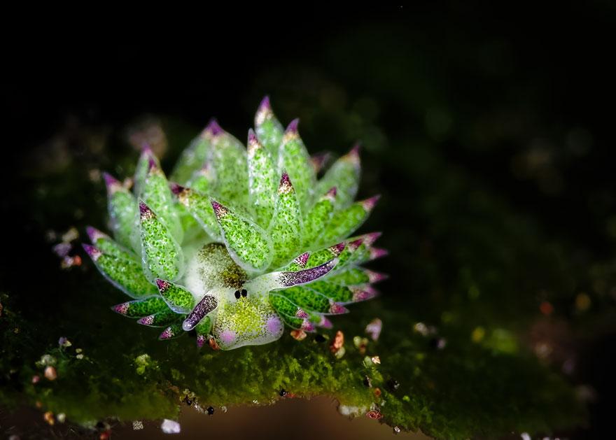 光合成する珍しい生物 テングモウミウシ 別名 葉っぱのヒツジ あまりに可愛過ぎて話題に Togetter