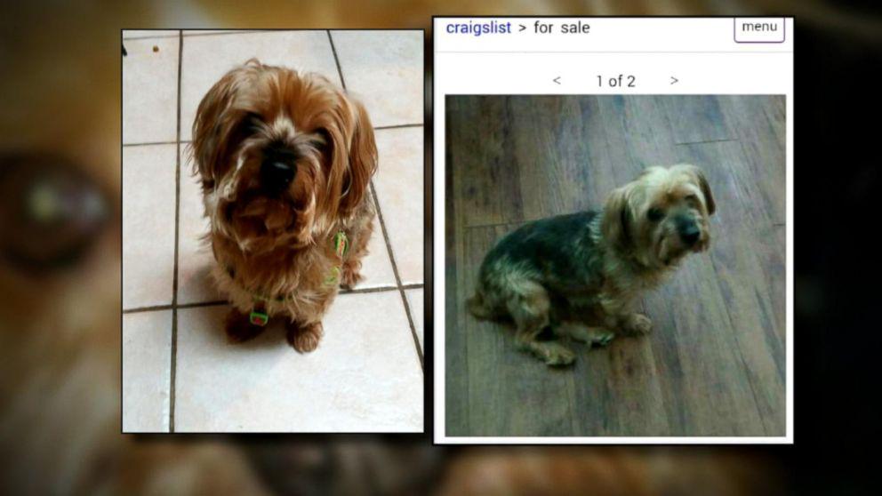 “Woman finds her missing dog for sale on Craigslist and pays $250 to get hi...