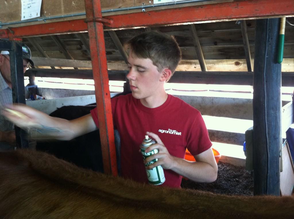 SCJTimG's tweet photo. J.C. Lange readies "Red," his market steer for the O'Brien County Fair Beef Show in the Only Primghar in the World. http://t.co/FgrQQIRWjJ