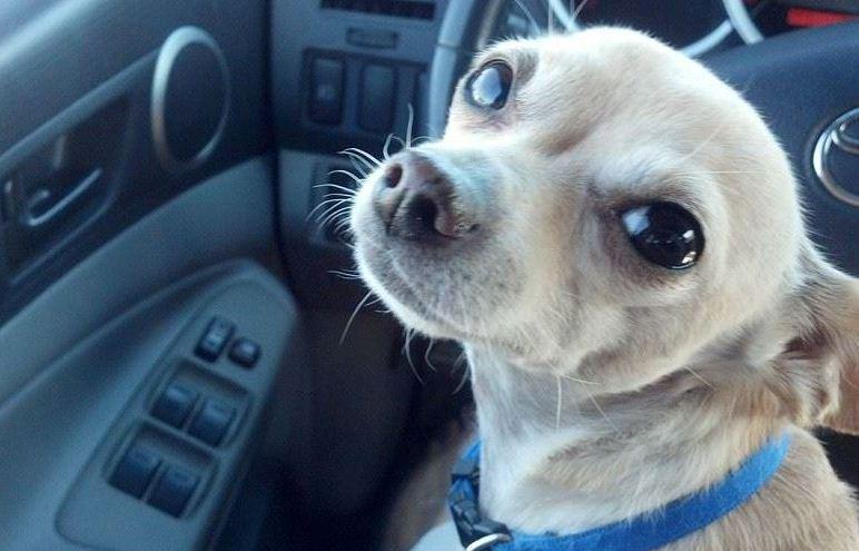 RedCross's tweet photo. When temps go up, so do health risks for your pets. Keep your furry friends safe in the heat: http://t.co/QgWFYN1Ham http://t.co/l4cBmMUDKW