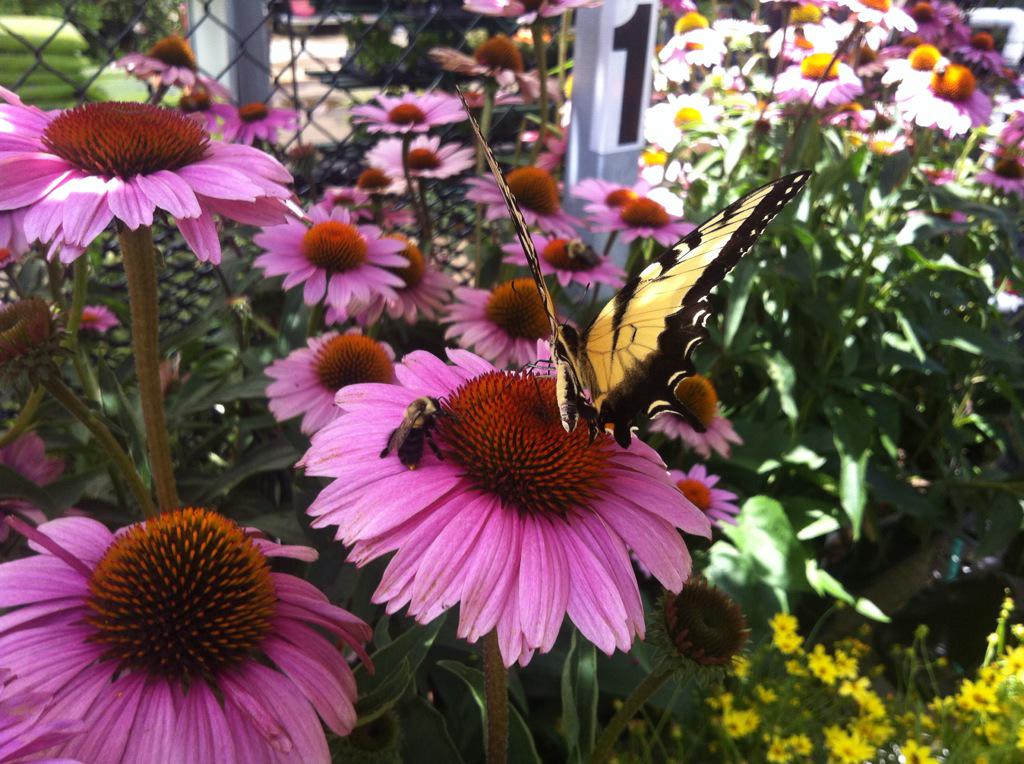 CringerPPS's tweet photo. @PPSinHD @johnguion_PPS Hey have you heard the buzz at HD 1130? http://t.co/wkIdTaj4cW