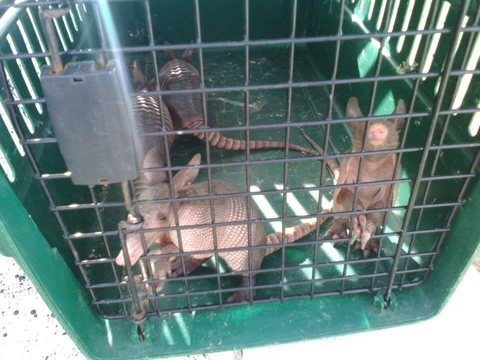 fonacongt's tweet photo. Delegados del #CONAPPETEN reportaron el rescate de cuatro crías de armadillo en San Benito #GuatemalaMegadiversa http://t.co/8S4HE91txE