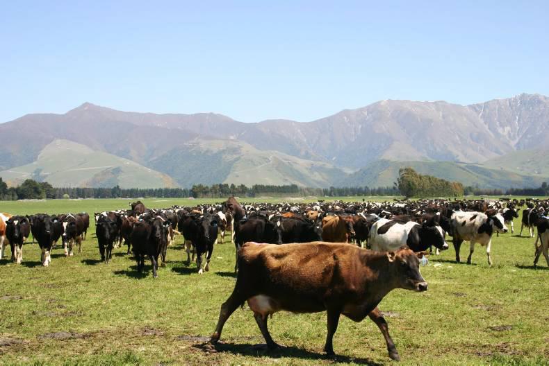 eDairyNews's tweet photo. New Zealand milk price to remain low, says dairy specialist - http://t.co/EKBI8a9EQ3 http://t.co/1u3X9Jxcvq